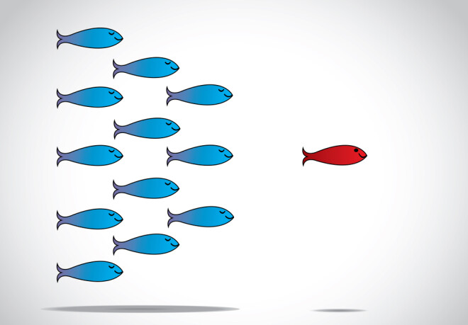 Fish follows